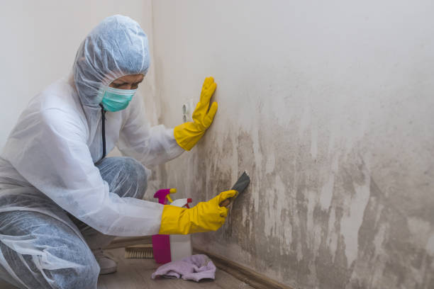 Best Attic Mold Remediation in Del Mar, CA