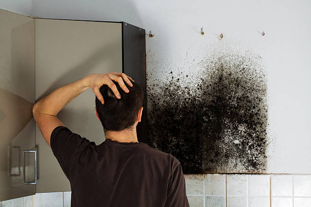 Best Emergency Mold Remediation in Del Mar, CA