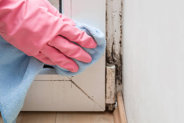 Best Crawl Space Mold Remediation in Del Mar, CA