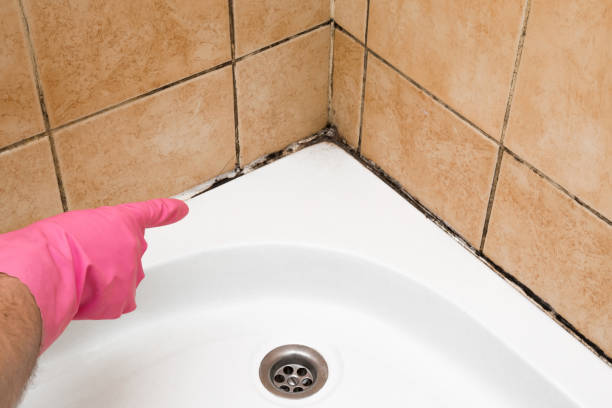 Best Basement Mold Remediation in Del Mar, CA